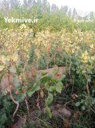 فروش نهال پسته یکساله دوساله سه در گروه خرید و فروش نهال پسته در یکمیوه