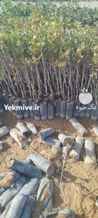 فروش عمده نهال پسته در تبریز در گروه خرید و فروش نهال پسته در یکمیوه