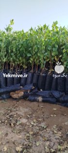 فروش نهال پسته در اردبیل در گروه خرید و فروش نهال پسته در یکمیوه