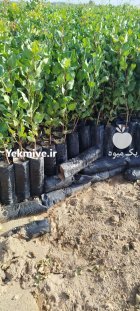 فروش عمده نهال پسته یزد در اصفهان در گروه خرید و فروش نهال پسته در یکمیوه