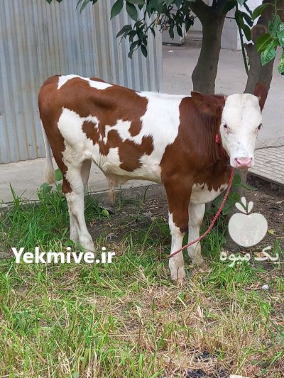 فروش گوساله نر سیمینتال و هلشتاین در گروه گاو و گوسفند و میش و بز کهره گوساله در یکمیوه -عکس2