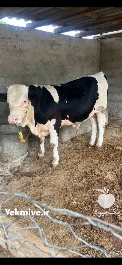 فروش گوساله نر سیمینتال و هلشتاین در گروه گاو و گوسفند و میش و بز کهره گوساله در یکمیوه -عکس1