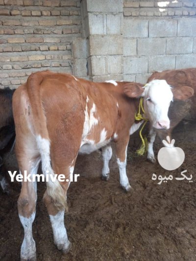 فروش گوساله نر سیمینتال و هلشتاین در گروه گاو و گوسفند و میش و بز کهره گوساله در یکمیوه -عکس4
