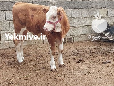 فروش گوساله نر سیمینتال و هلشتاین در گروه گاو و گوسفند و میش و بز کهره گوساله در یکمیوه -عکس3