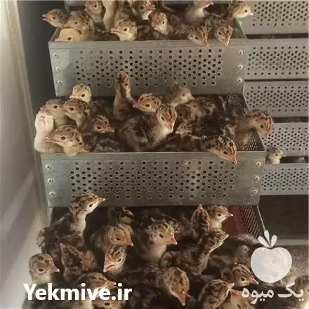 فروش جوجه بوقلمون برنز در شهریار در گروه مرغ و خروس و بوقلمون و اردک قو قاز در یکمیوه -عکس1