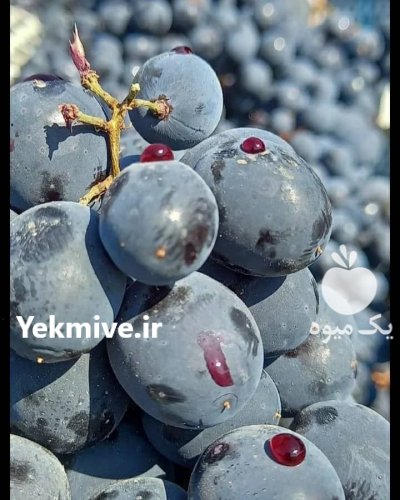 انگور شانی دیم سردشت سياه کردستان در تهران در گروه خرید و فروش انگور در یکمیوه -عکس1