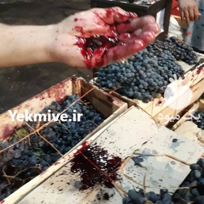 انگور شانی دیم سردشت سياه کردستان در تهران در گروه خرید و فروش انگور در یکمیوه -عکس2