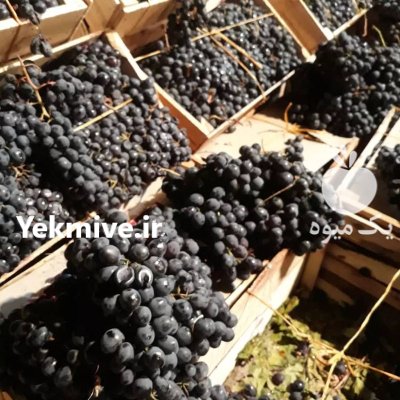 انگور شانی دیم سردشت سياه کردستان در تهران در گروه خرید و فروش انگور در یکمیوه -عکس3