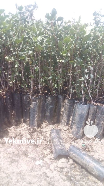 فروش نهال پسته در فهرج در گروه خرید و فروش نهال پسته در یکمیوه -عکس1