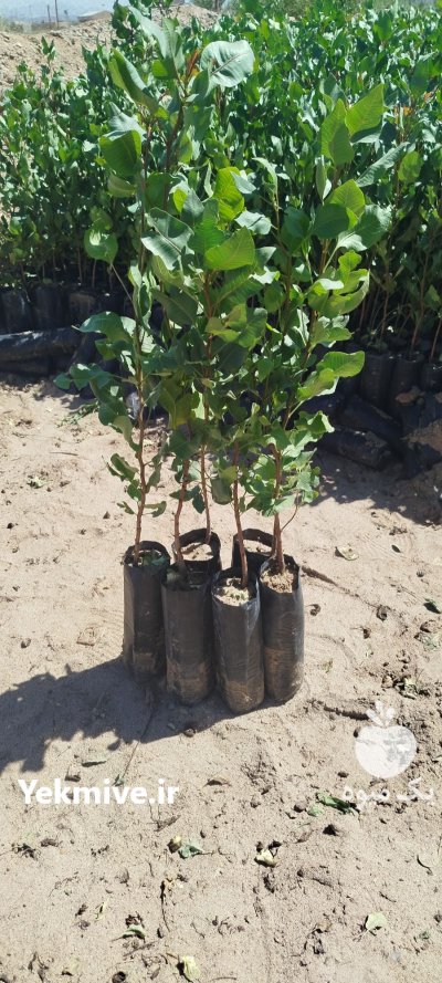 فروش نهال پسته در بیرجند در گروه خرید و فروش نهال پسته در یکمیوه -عکس1