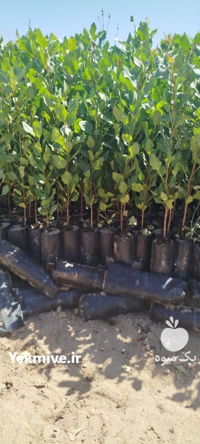 فروش عمده نهال پسته در اراک در گروه خرید و فروش نهال پسته در یکمیوه -عکس1