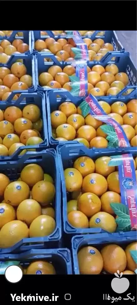 قیمت خرید نارنگی پرتقال داخلی صادراتی در ساری در گروه خرید و فروش پرتقال در یکمیوه -عکس1