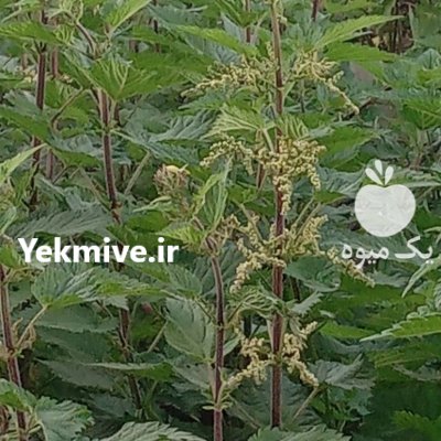 فروش برگ بو خشک در بابل در گروه خرید و فروش گیاهان دارویی در یکمیوه -عکس2