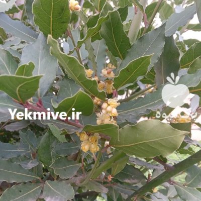فروش برگ بو خشک در بابل در گروه خرید و فروش گیاهان دارویی در یکمیوه -عکس3