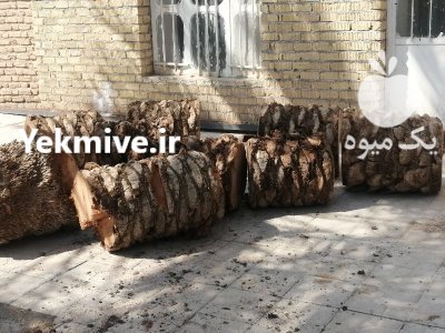 فروش 6 تنه نخل 10 متری در شیراز در گروه خرید و فروش چوب درخت در یکمیوه -عکس1