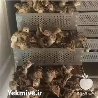 فروش جوجه بوقلمون برنز در شهریار در گروه مرغ و خروس و بوقلمون و اردک قو قاز در یکمیوه