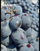 انگور شانی دیم سردشت سياه کردستان در تهران در گروه خرید و فروش انگور در یکمیوه