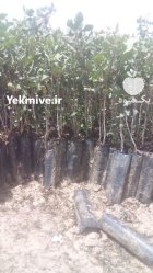 فروش نهال پسته در فهرج در گروه خرید و فروش نهال پسته در یکمیوه