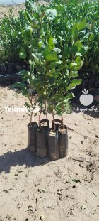 فروش نهال پسته در بیرجند در گروه خرید و فروش نهال پسته در یکمیوه