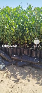 فروش عمده نهال پسته در اراک در گروه خرید و فروش نهال پسته در یکمیوه