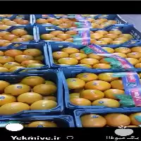 قیمت خرید نارنگی پرتقال داخلی صادراتی در ساری در گروه خرید و فروش پرتقال در یکمیوه