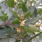 فروش برگ بو خشک در بابل در گروه خرید و فروش گیاهان دارویی در یکمیوه
