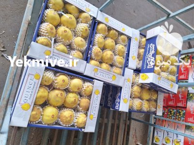 فروش به درجه یک در کوشک در گروه خرید و فروش میوه به در یکمیوه -عکس1