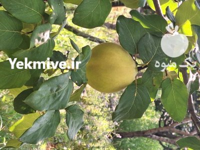 فروش به درجه یک در کوشک در گروه خرید و فروش میوه به در یکمیوه -عکس2