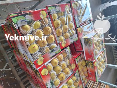 فروش به درجه یک در کوشک در گروه خرید و فروش میوه به در یکمیوه -عکس3