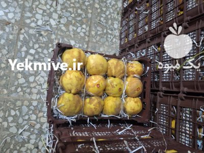 فروش به درجه یک در کوشک در گروه خرید و فروش میوه به در یکمیوه -عکس4