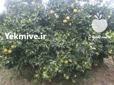 فروش پرتقال تامسون ناول درجه یک در ساری در گروه خرید و فروش پرتقال در یکمیوه -عکس1