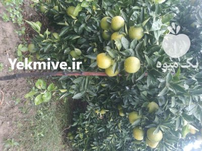فروش پرتقال تامسون ناول درجه یک در ساری در گروه خرید و فروش پرتقال در یکمیوه -عکس2