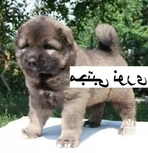 قیمت خرید مرکز پرورش توله بالغ در گرگان در گروه سگ و گربه در یکمیوه -عکس1