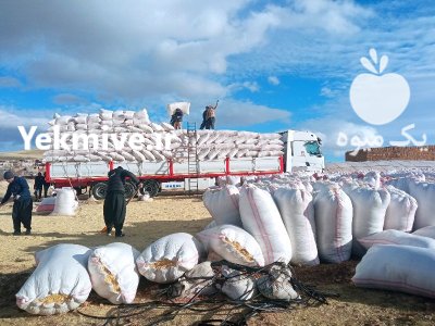 کاه نخود و فروشنده کاه در دهگلان در گروه خوراک دام و طیور در یکمیوه -عکس1