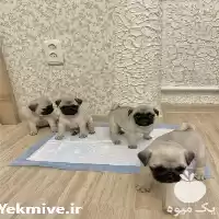 سگ فروش سگ پاگ در تهران در گروه سگ و گربه در یکمیوه