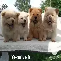 قیمت خرید توله سگ چاو چاو در تهران در گروه سگ و گربه در یکمیوه