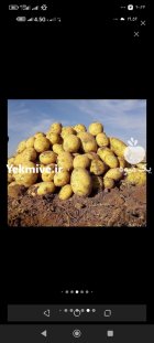 آگهی مشابه صادرات و خرید فروش سیب زمینی در همدان در گروه خرید و فروش سیب زمینی در یکمیوه