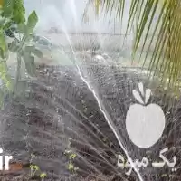 فروش لوله های بارانی پی فلکس در بوشهر در گروه خرید و فروش لوله کشاورزی در یکمیوه