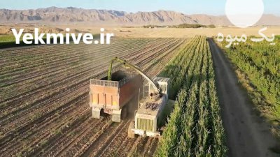 فروش علوفه ذرت در کرج در گروه خوراک دام و طیور در یکمیوه -عکس1