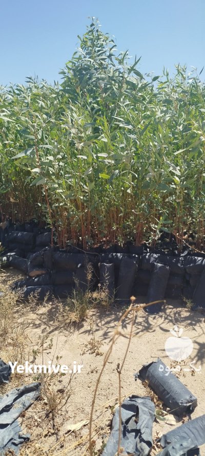 فروش نهال اوکالیپتوس در یزد در گروه خرید و فروش نهال در یکمیوه -عکس1