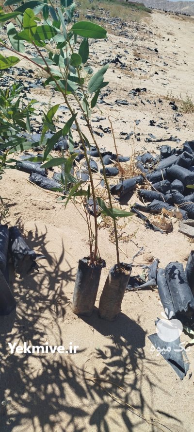فروش نهال اوکالیپتوس در یزد در گروه خرید و فروش نهال در یکمیوه -عکس2