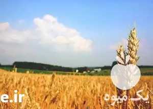 قیمت خرید انواع کود برای کشاورزی در تهران در گروه خرید و فروش انواع کود کشاورزی در یکمیوه -عکس1