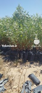 فروش نهال اوکالیپتوس در یزد در گروه خرید و فروش نهال در یکمیوه
