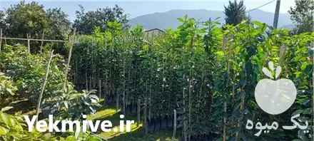 فروش بدون واسطه نهال مرکبات در تنکابن در گروه خرید و فروش نهال مرکبات در یکمیوه -عکس1