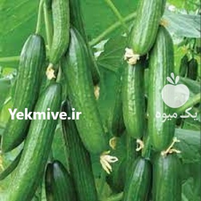 بذر خیار رویال سمینیس در زاهدان در گروه خرید و فروش بذر خیار در یکمیوه -عکس1