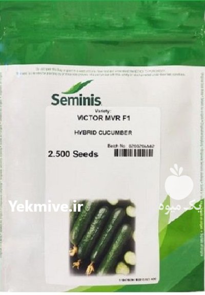 بذر خیار ویکتور در باینگان در گروه خرید و فروش بذر خیار در یکمیوه -عکس1