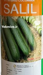 بذر خیار سلیل در برازجان در گروه خرید و فروش بذر خیار در یکمیوه