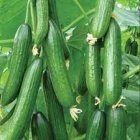 بذر خیار رویال سمینیس در زاهدان در گروه خرید و فروش بذر خیار در یکمیوه