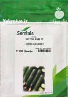 بذر خیار ویکتور در باینگان در گروه خرید و فروش بذر خیار در یکمیوه