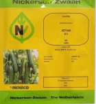 بذر خیار گلخانه ای کیهان در تربت حیدریه در گروه خرید و فروش بذر خیار در یکمیوه